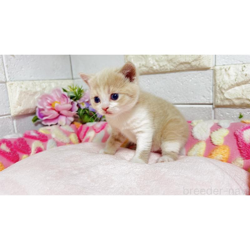 販売中の埼玉県のマンチカン(短足)-135951の6枚目