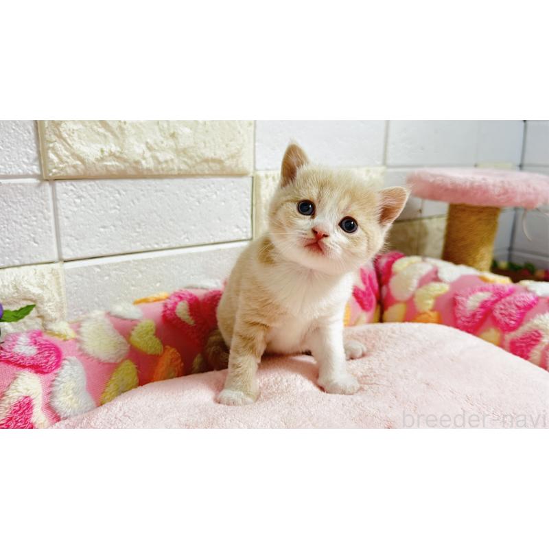 販売中の埼玉県のマンチカン(短足)-135951の5枚目