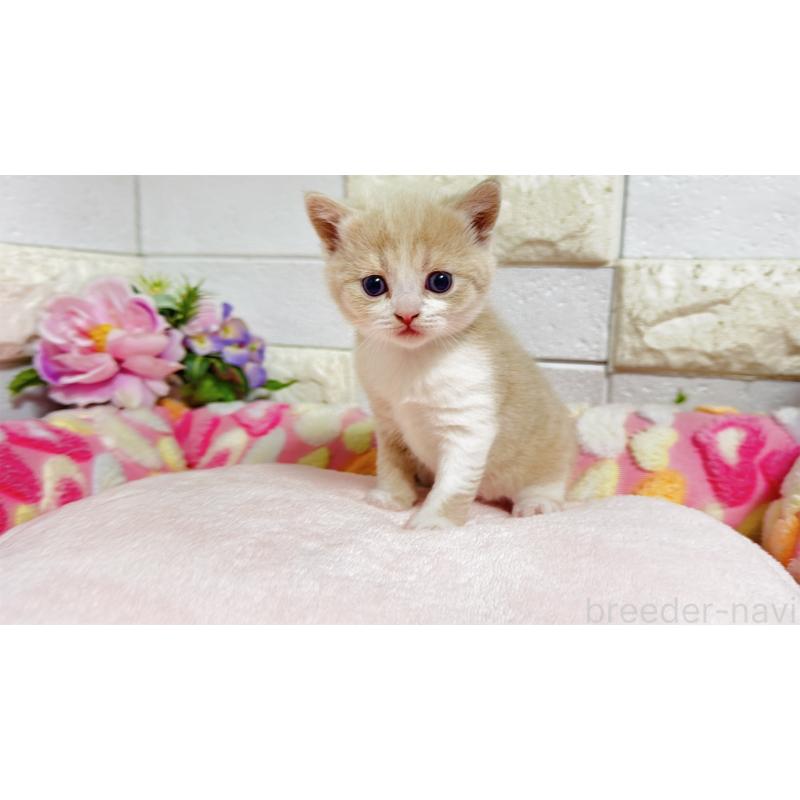 販売中の埼玉県のマンチカン(短足)-135951の3枚目