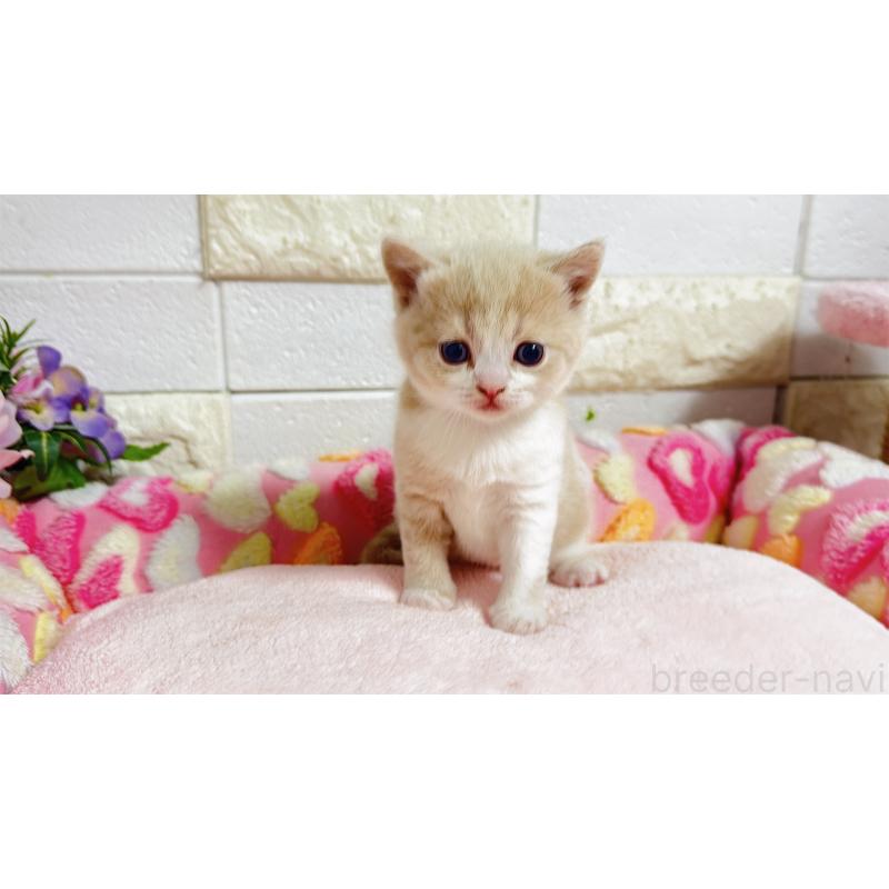 販売中の埼玉県のマンチカン(短足)-135951の2枚目