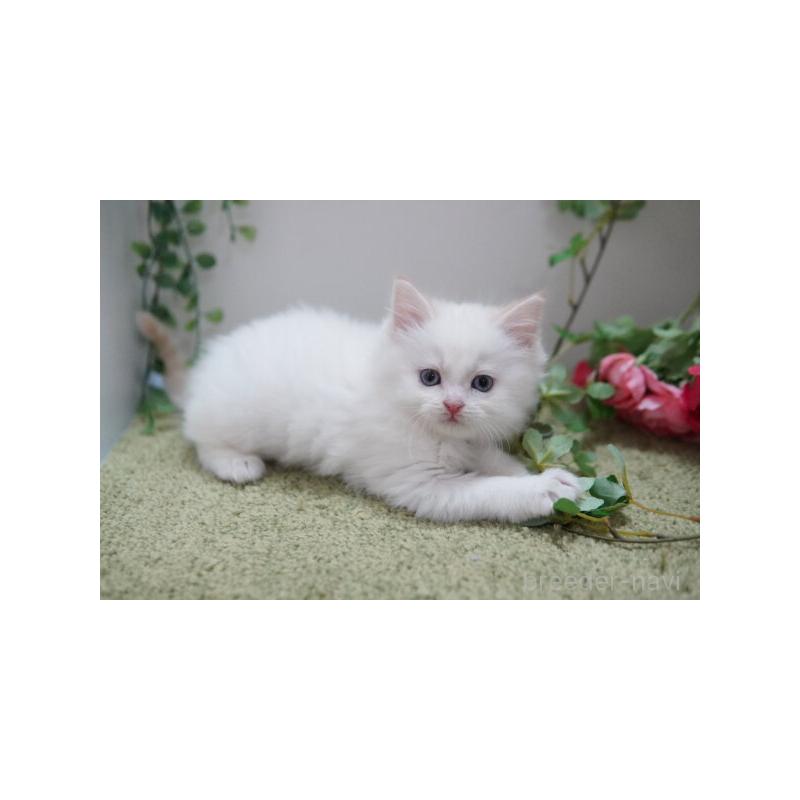 販売中の神奈川県のマンチカン-135952の5枚目