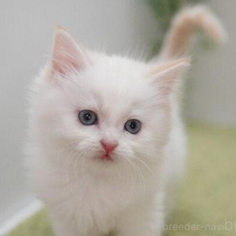 販売中の神奈川県のマンチカン-135952の4枚目