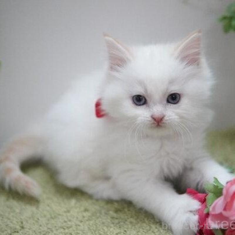 販売中の神奈川県のマンチカン-135952の3枚目