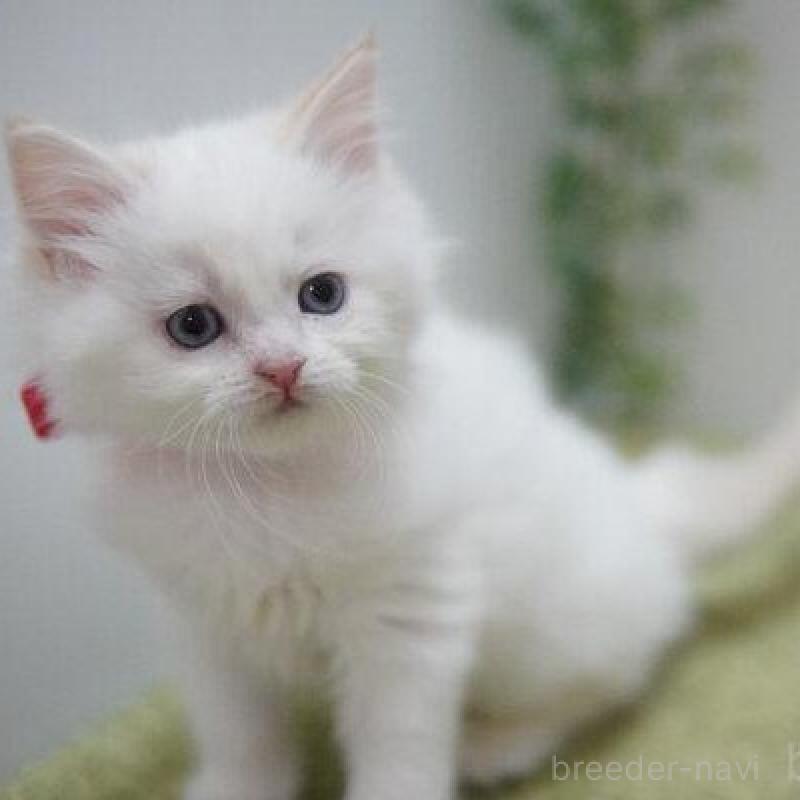 販売中の神奈川県のマンチカン-135952の2枚目