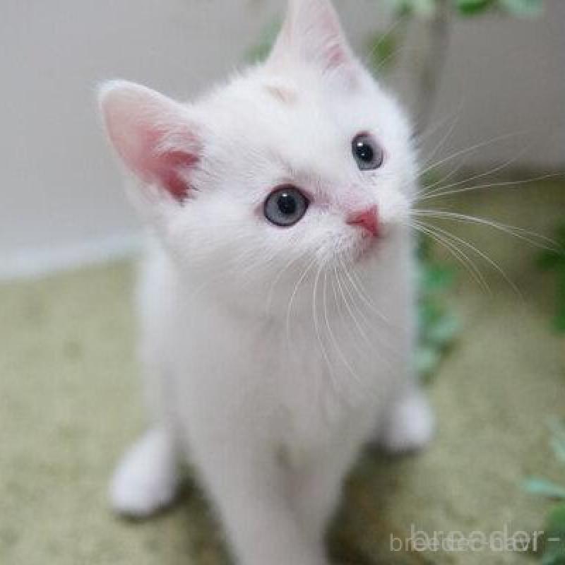 販売中の神奈川県のマンチカン-135953の5枚目