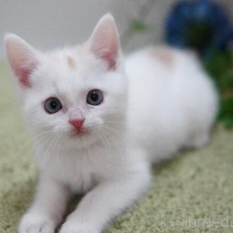 販売中の神奈川県のマンチカン-135953の4枚目