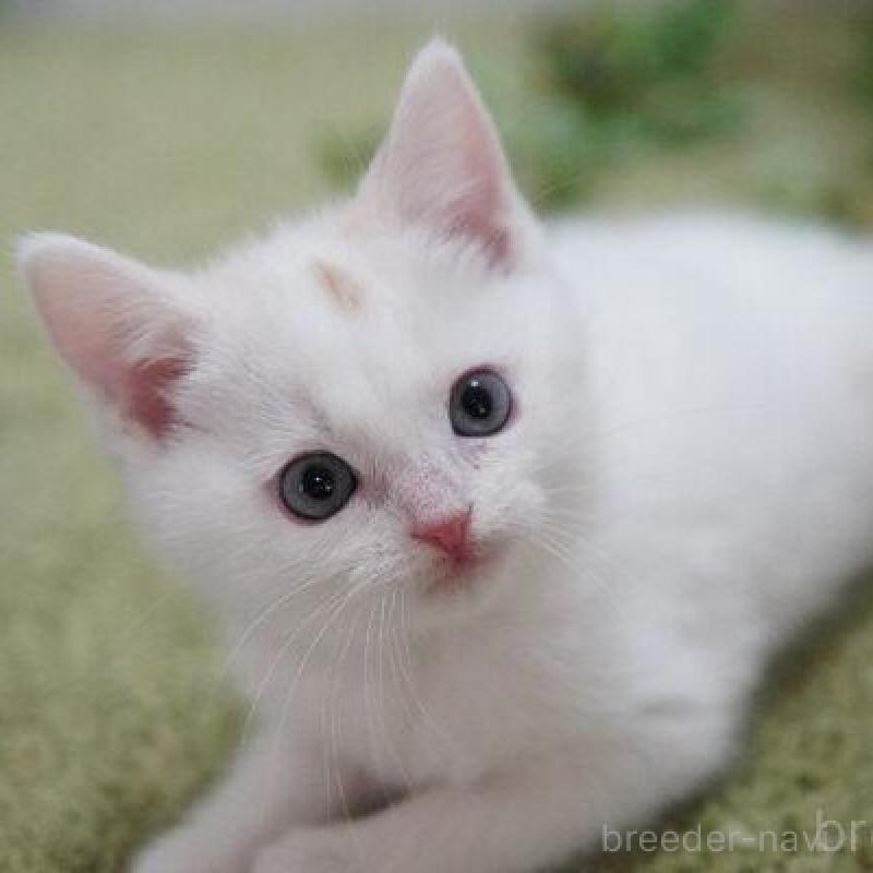 販売中の神奈川県のマンチカン-135953