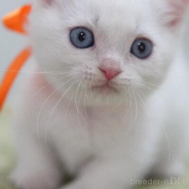 販売中の神奈川県のマンチカン(短足)-135954の5枚目