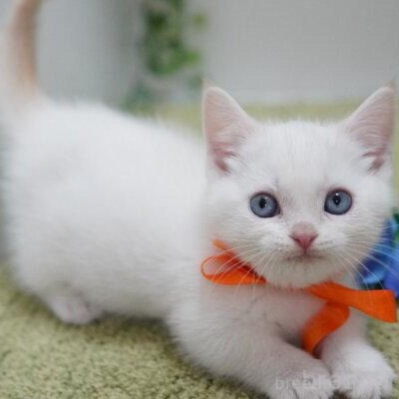 販売中の神奈川県のマンチカン(短足)-135954の4枚目