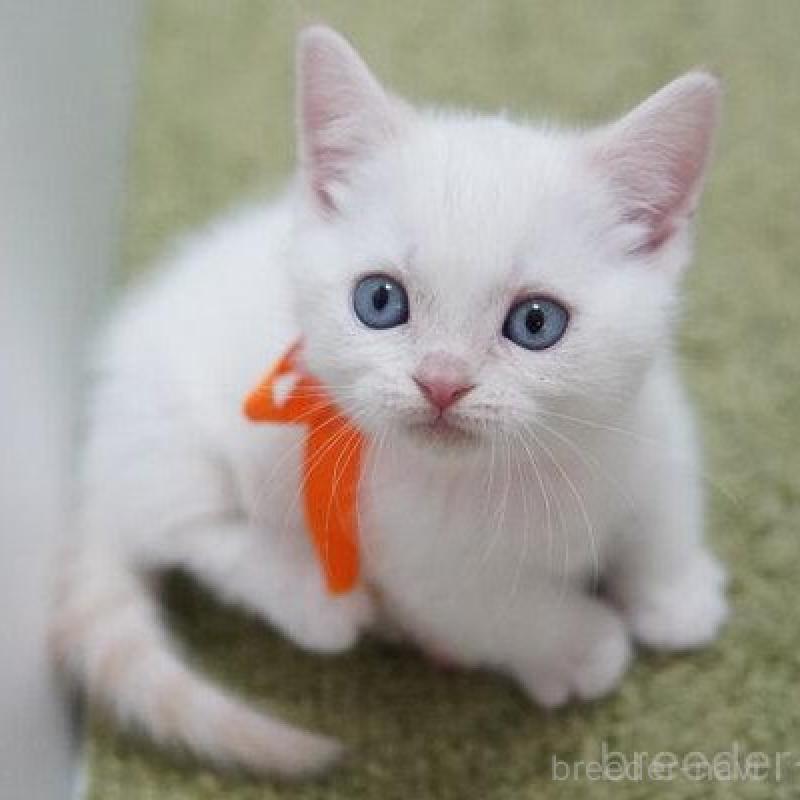 販売中の神奈川県のマンチカン(短足)-135954