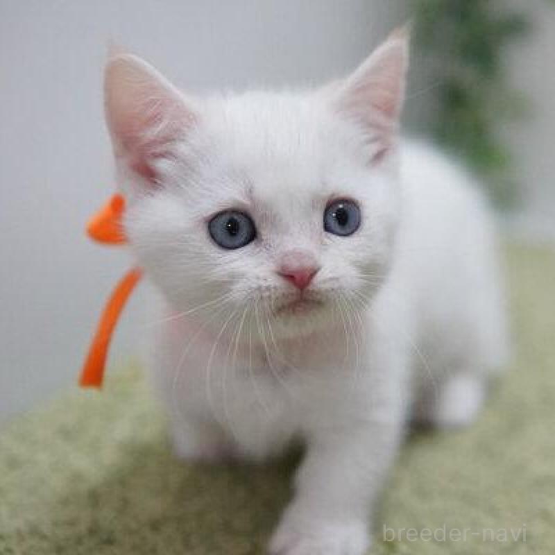 販売中の神奈川県のマンチカン(短足)-135954の3枚目