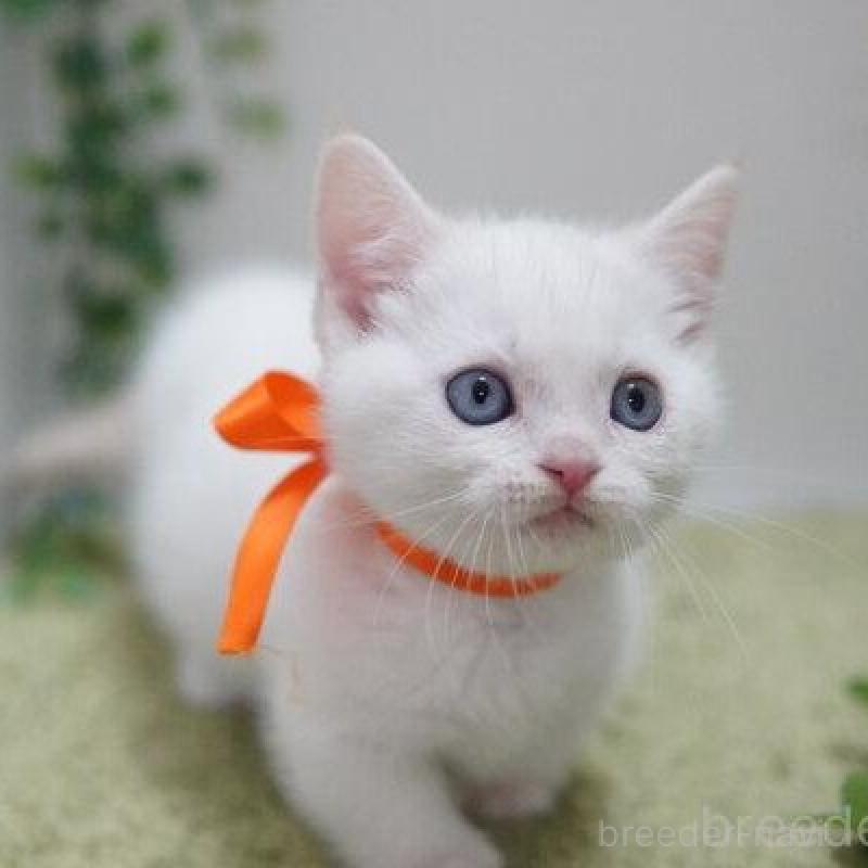 販売中の神奈川県のマンチカン(短足)-135954の2枚目