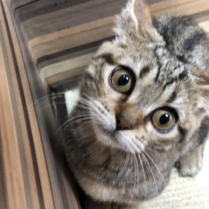 販売中の岐阜県のマンチカン(短足)-135955の8枚目