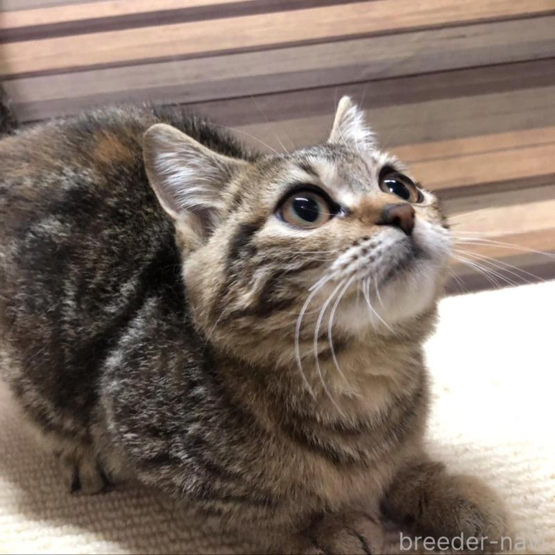 販売中の岐阜県のマンチカン(短足)-135955の7枚目