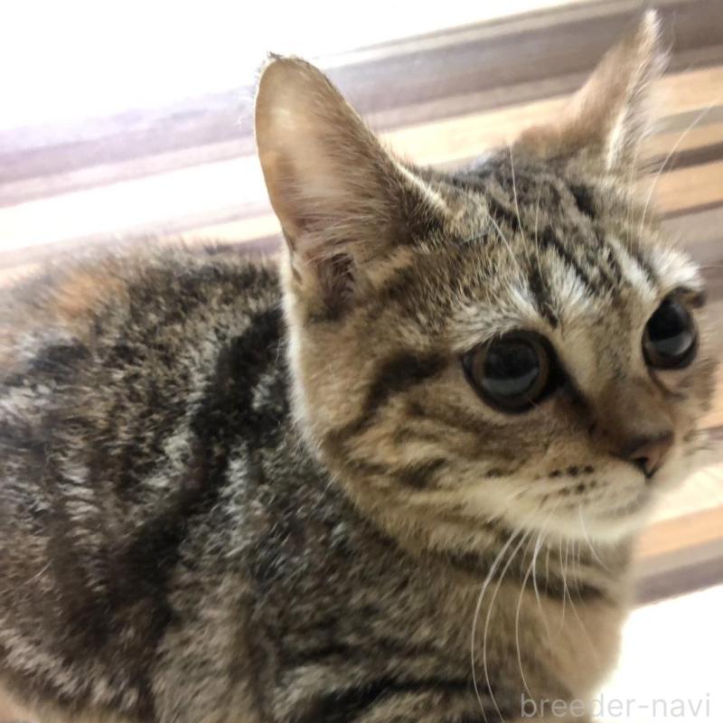 販売中の岐阜県のマンチカン(短足)-135955の6枚目