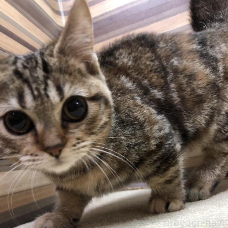 販売中の岐阜県のマンチカン(短足)-135955の5枚目