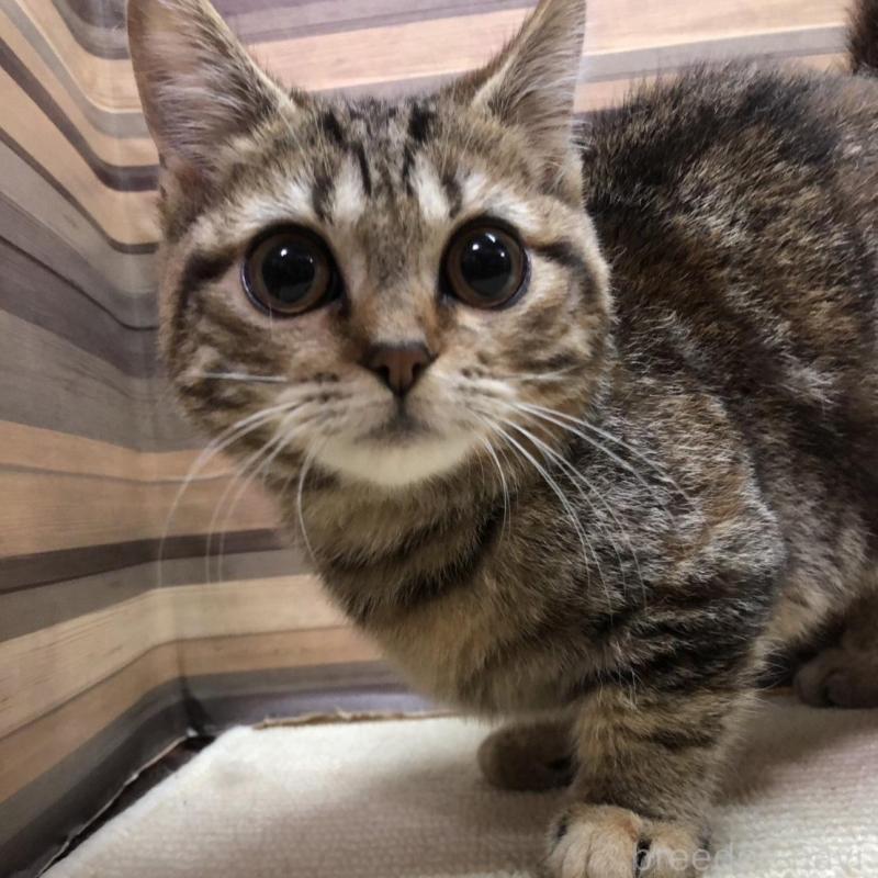 販売中の岐阜県のマンチカン(短足)-135955の1枚目