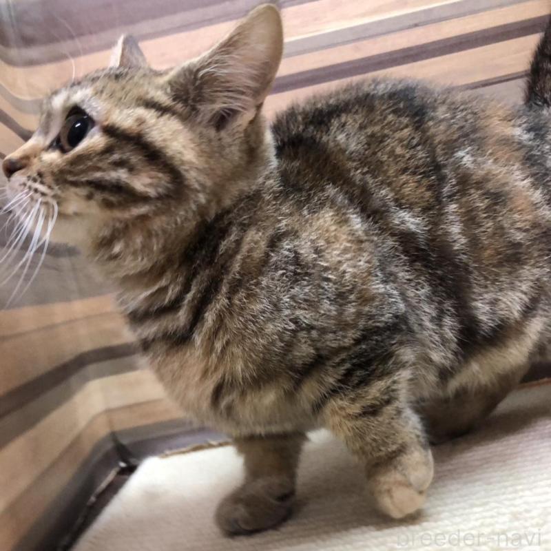 販売中の岐阜県のマンチカン(短足)-135955の4枚目