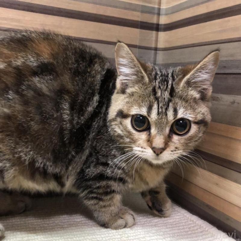 販売中の岐阜県のマンチカン(短足)-135955の3枚目