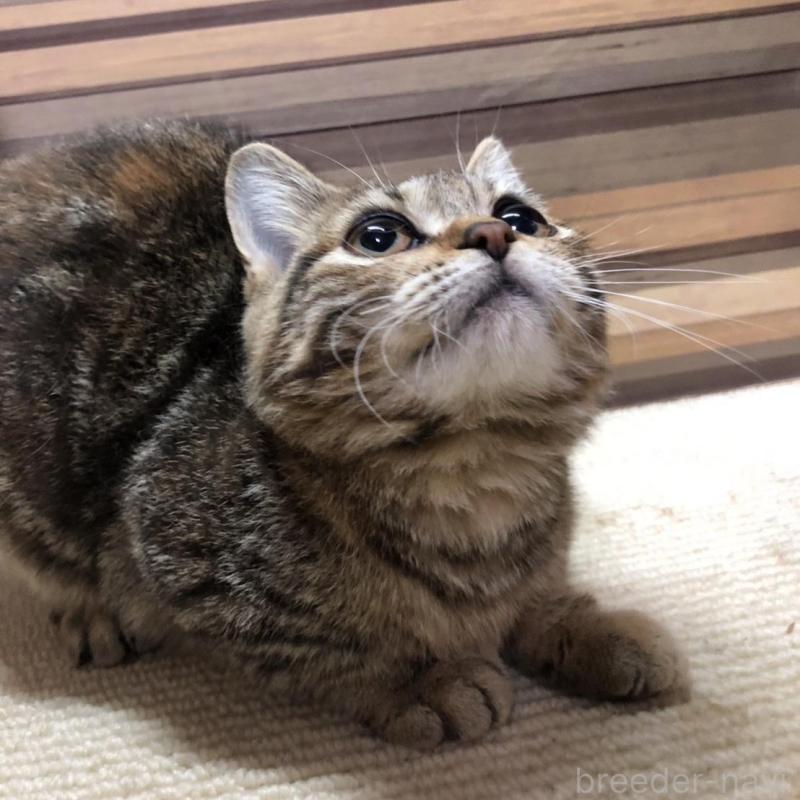 販売中の岐阜県のマンチカン(短足)-135955の2枚目