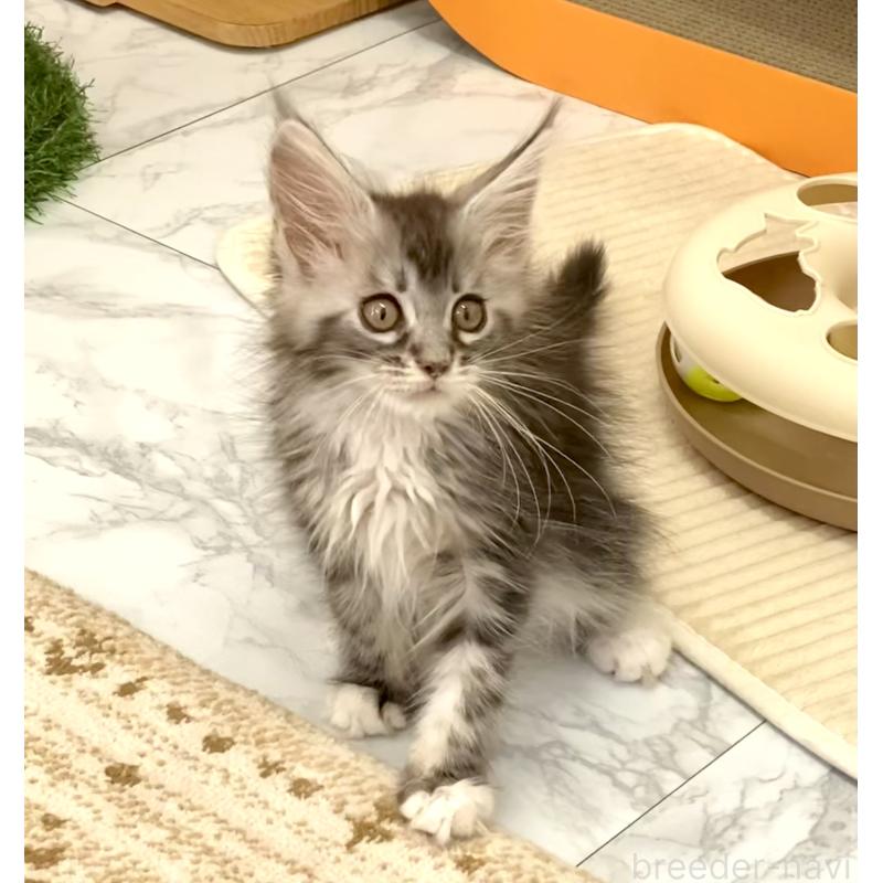 成約済の栃木県のメインクーン-133217の5枚目