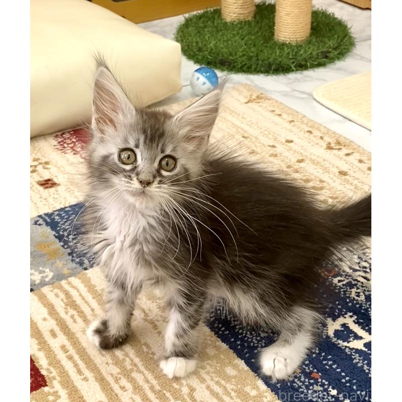 成約済の栃木県のメインクーン-133217の4枚目