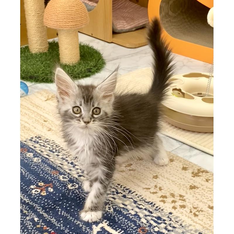 成約済の栃木県のメインクーン-133217の3枚目