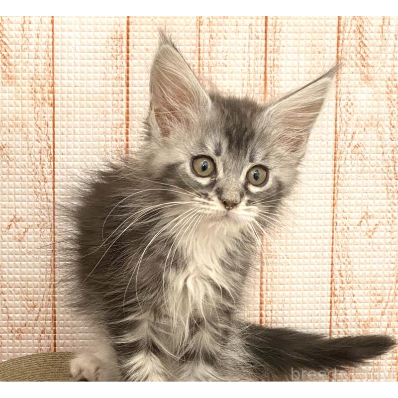 成約済の栃木県のメインクーン-133217の2枚目