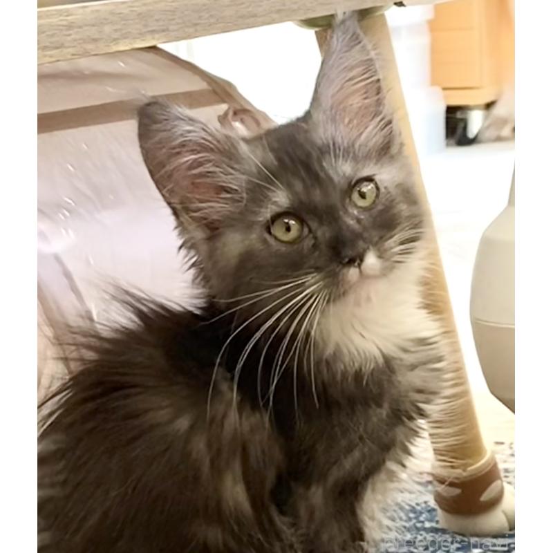 販売中の栃木県のメインクーン-133218の6枚目