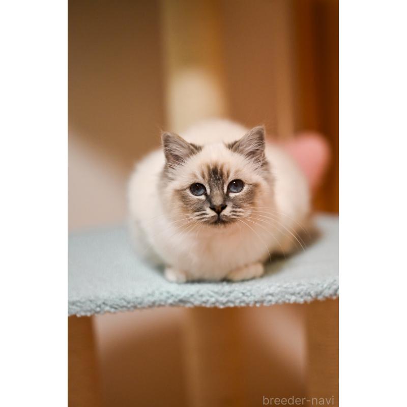 販売中の群馬県のバーマン-129813の4枚目