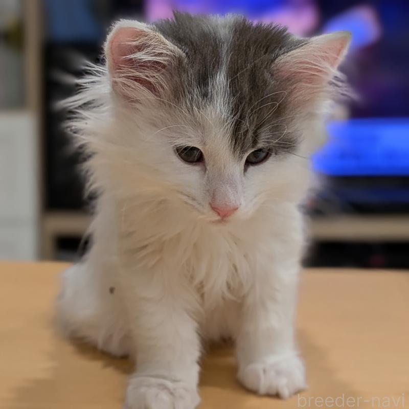 販売中の埼玉県のノルウェージャンフォレストキャット-134157