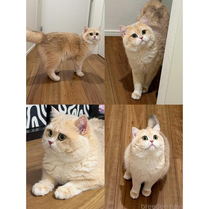 RangeRoverくん1枚目