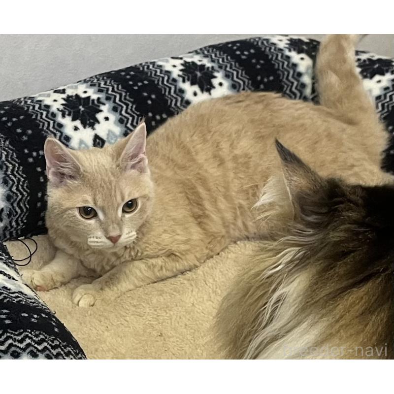 販売中の福岡県のミックス-126954の2枚目