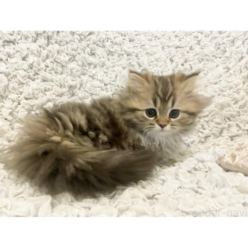 販売中の島根県のミヌエット(短足)-133334の5枚目