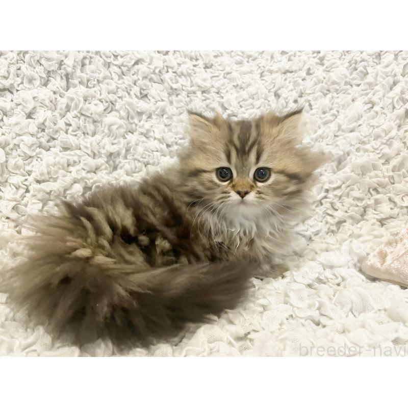 販売中の島根県のミヌエット(短足)-133334の4枚目