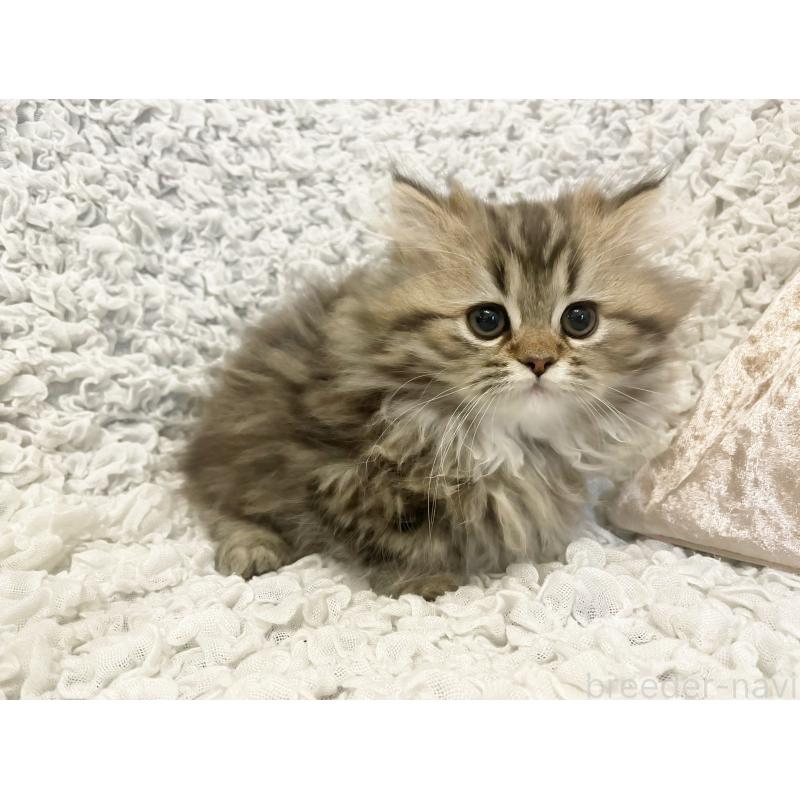 販売中の島根県のミヌエット(短足)-133334の2枚目