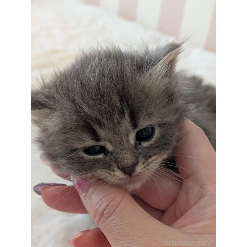 販売中の大阪府のサイベリアン-135956の9枚目