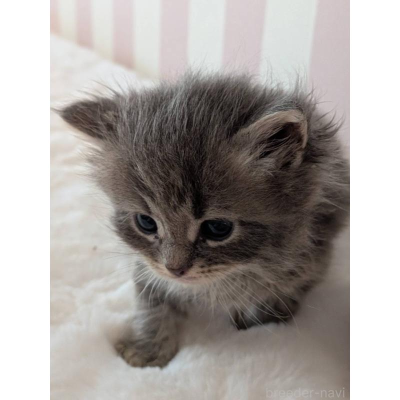 販売中の大阪府のサイベリアン-135956の6枚目