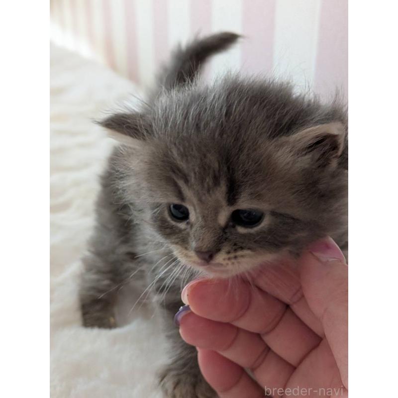 販売中の大阪府のサイベリアン-135956の5枚目