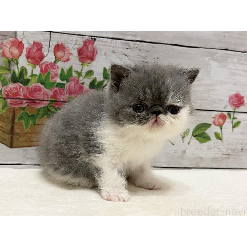 販売中の山梨県のエキゾチックショートヘア-135957