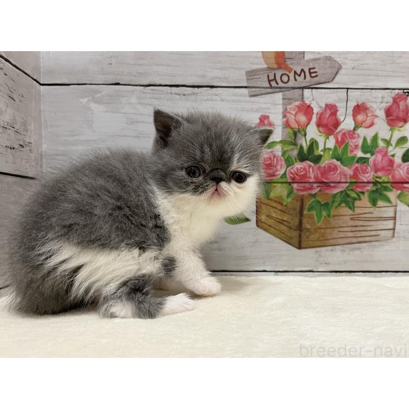 販売中の山梨県のエキゾチックショートヘア-135957の6枚目