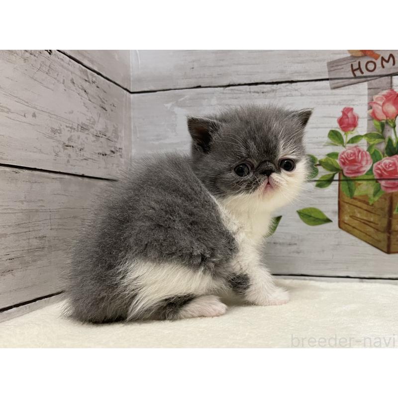 販売中の山梨県のエキゾチックショートヘア-135957の5枚目