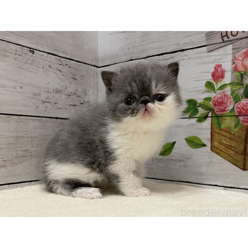 販売中の山梨県のエキゾチックショートヘア-135957の4枚目