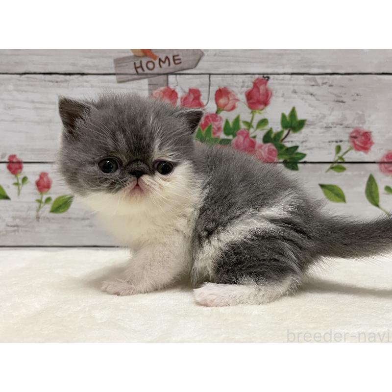 販売中の山梨県のエキゾチックショートヘア-135957の3枚目