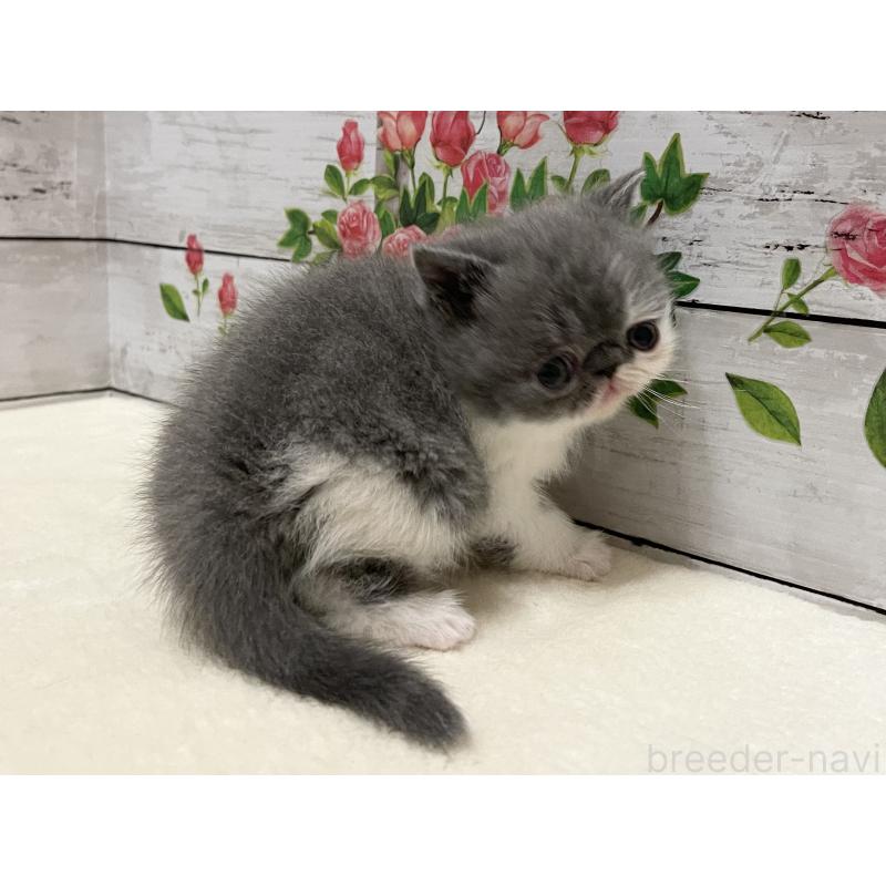 販売中の山梨県のエキゾチックショートヘア-135957の2枚目