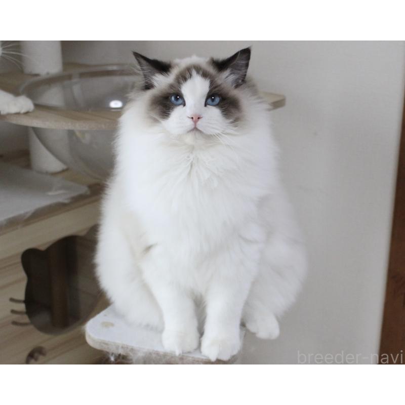 商談中の山梨県のラグドール-124577の2枚目