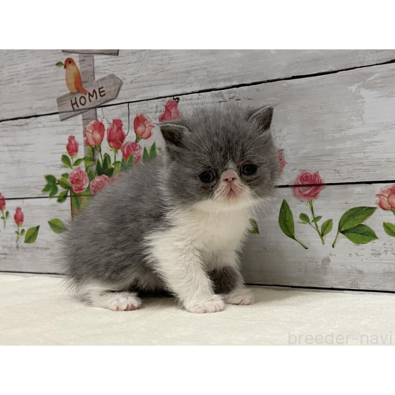 販売中の山梨県のエキゾチックショートヘア-135958