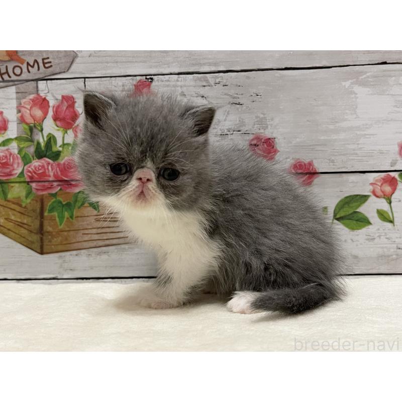 販売中の山梨県のエキゾチックショートヘア-135958の6枚目