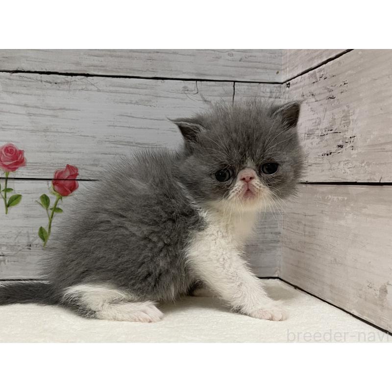 販売中の山梨県のエキゾチックショートヘア-135958の5枚目