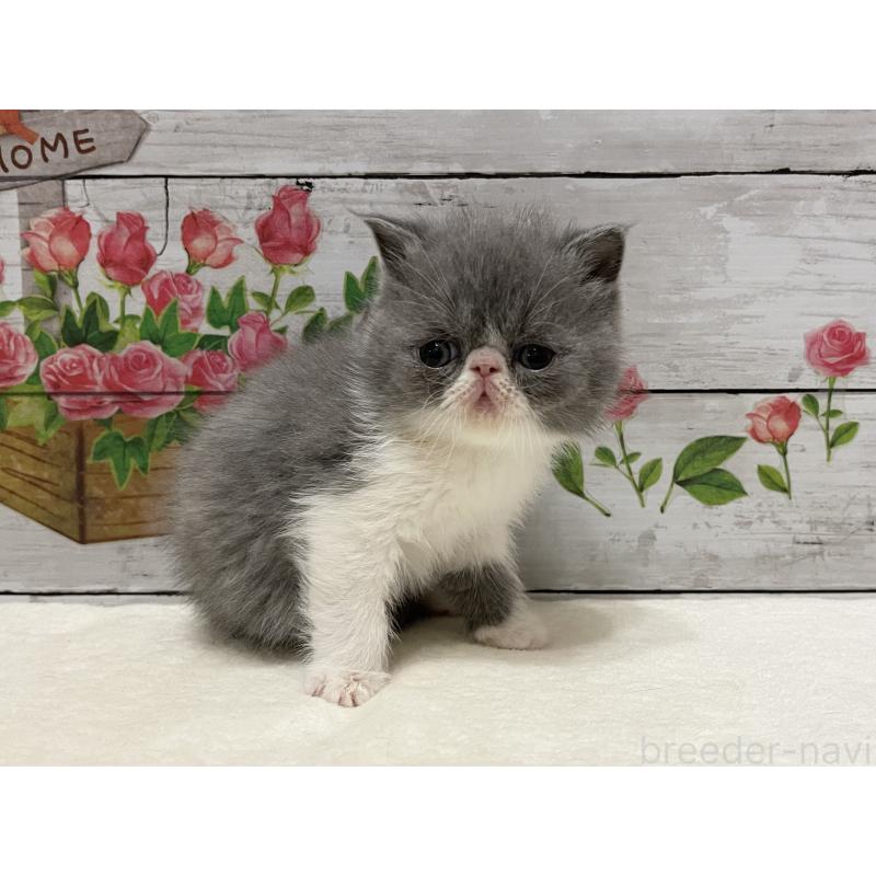 販売中の山梨県のエキゾチックショートヘア-135958の3枚目